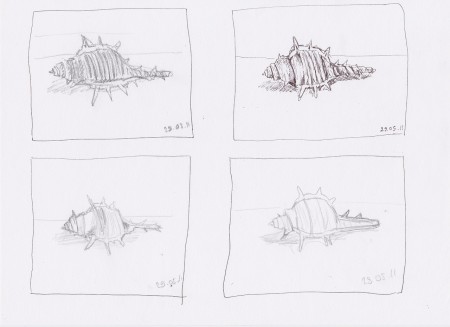 Croquis coquillage, mai 2011